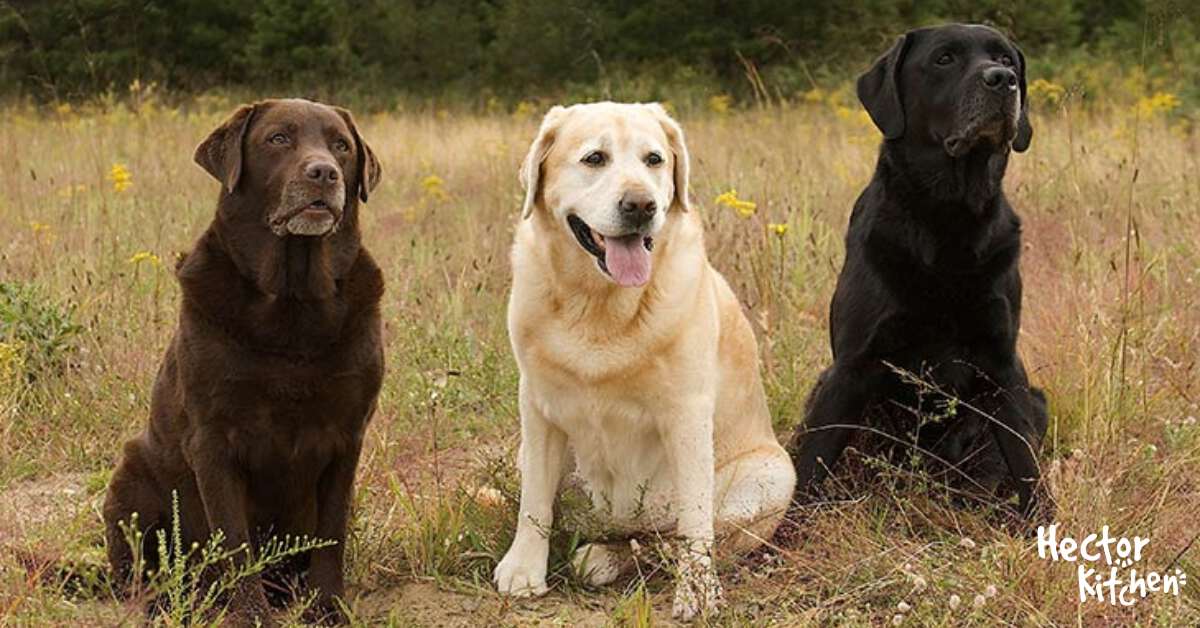 Croquettes pour Labrador Retriever comment les choisir ? Hector Kitchen
